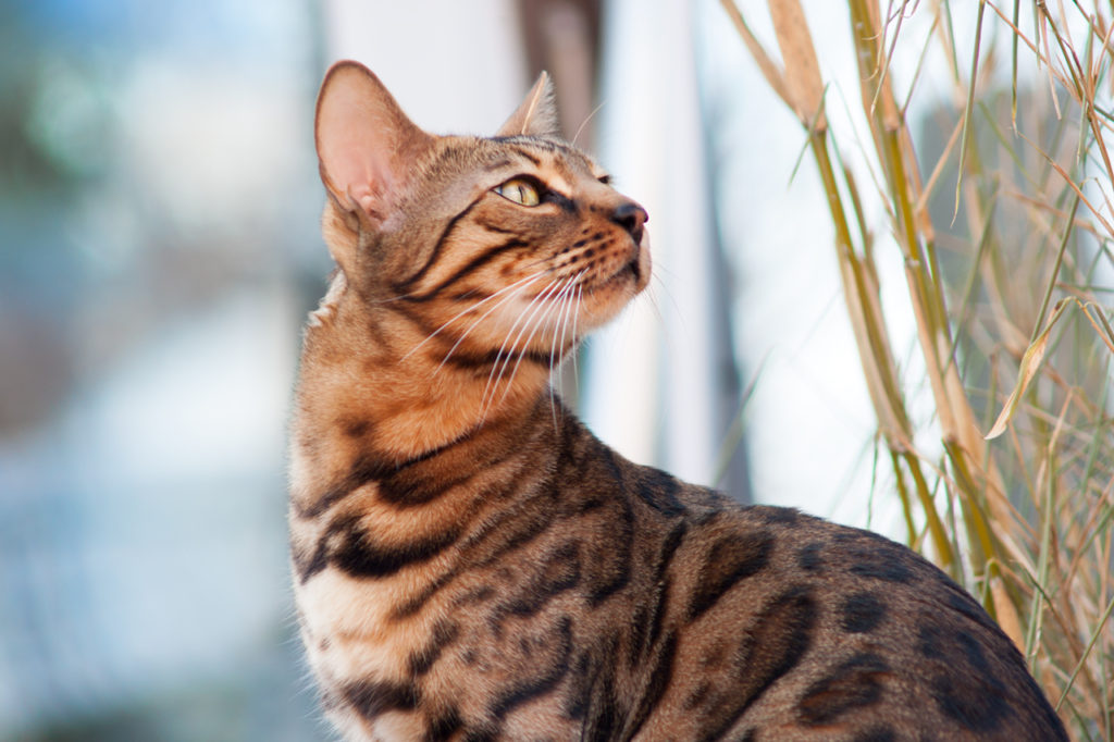 Prices of Bengal Cats