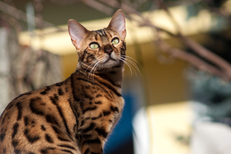 Bengal Cat Scams: List of the Top 9 Things to Know to Avoid One - That ...