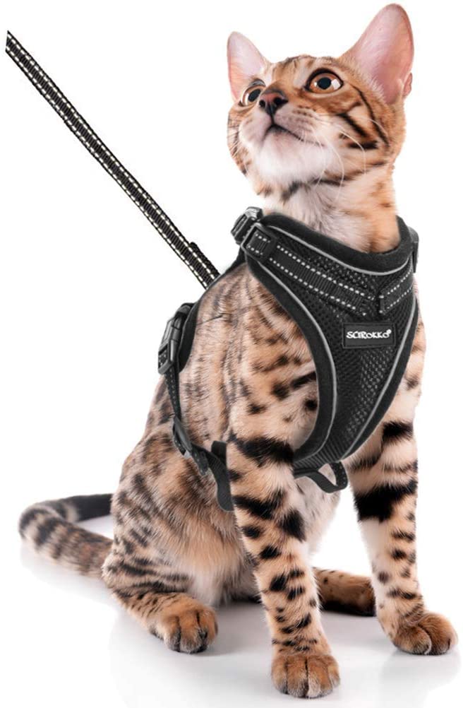 The Best Bengal Cat Harness [2022]