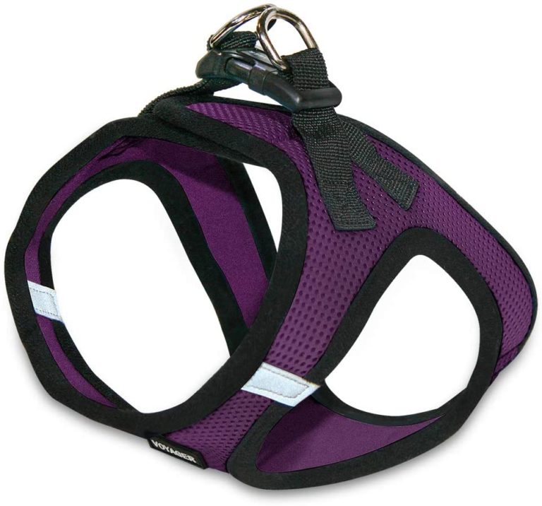 The Best Bengal Cat Harness [2024] That Bengal Cat