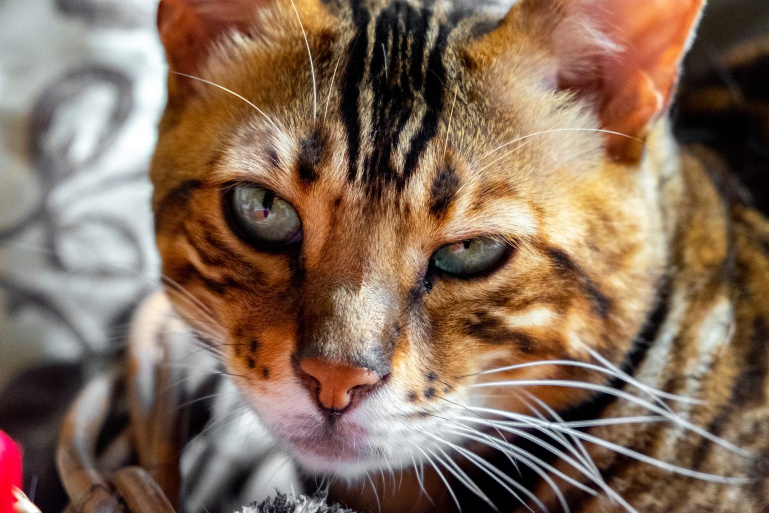 Prices of Bengal Cats: The Definitive Global(ish) Guide 2021