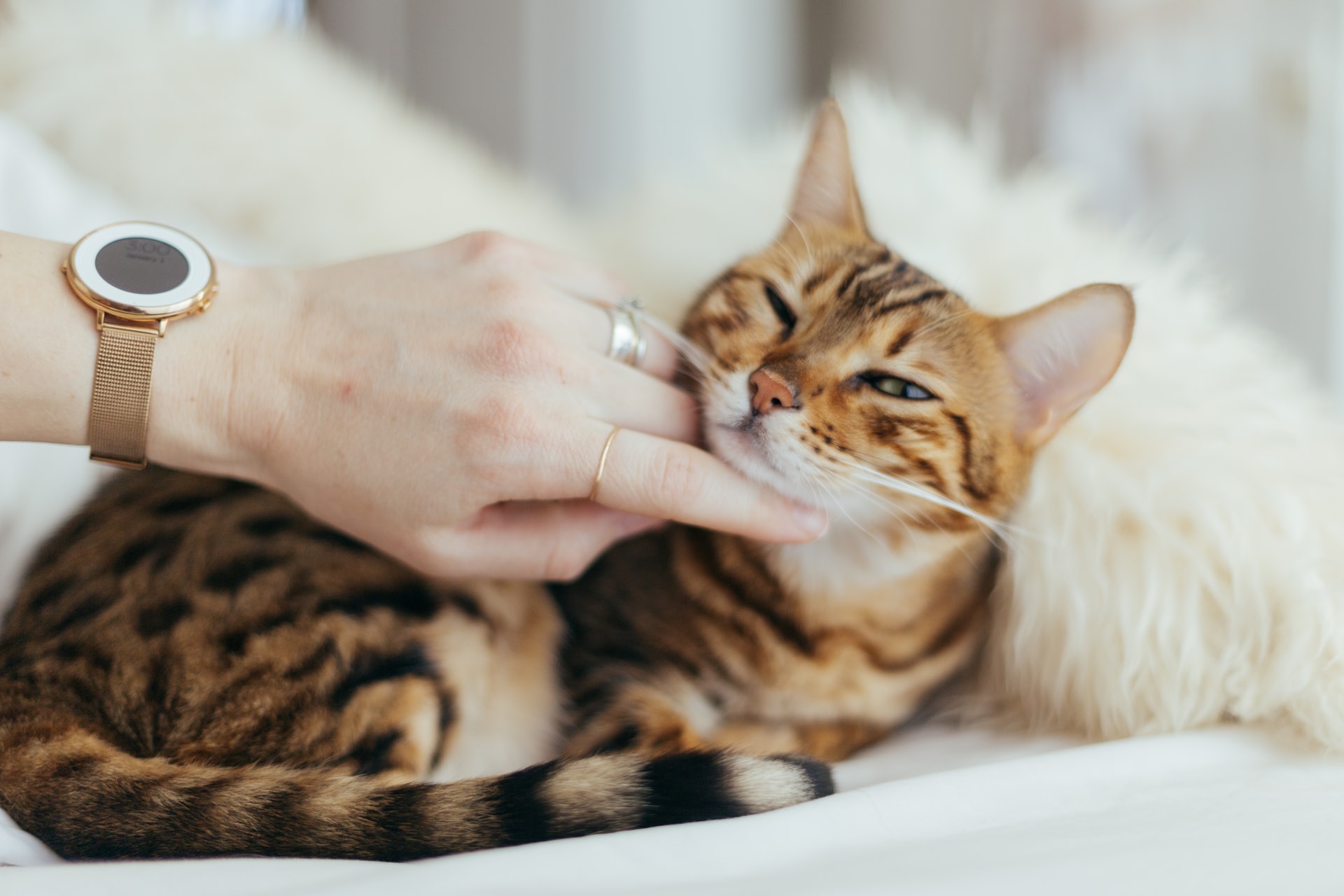 How Long Do Bengal Cats Live? 12 Excellent Ways To Boost Life Expectancy