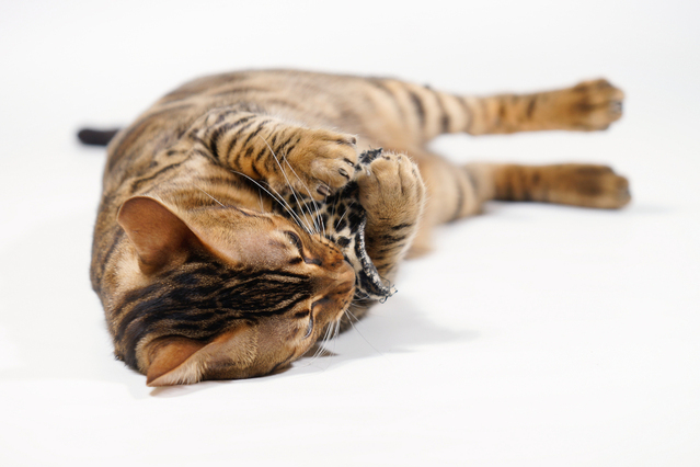 The Best Toys For Bengal Cats [2024]