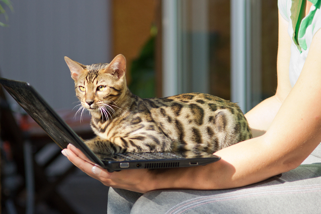 7 Things You MUST Know Before Owning A Bengal Cat