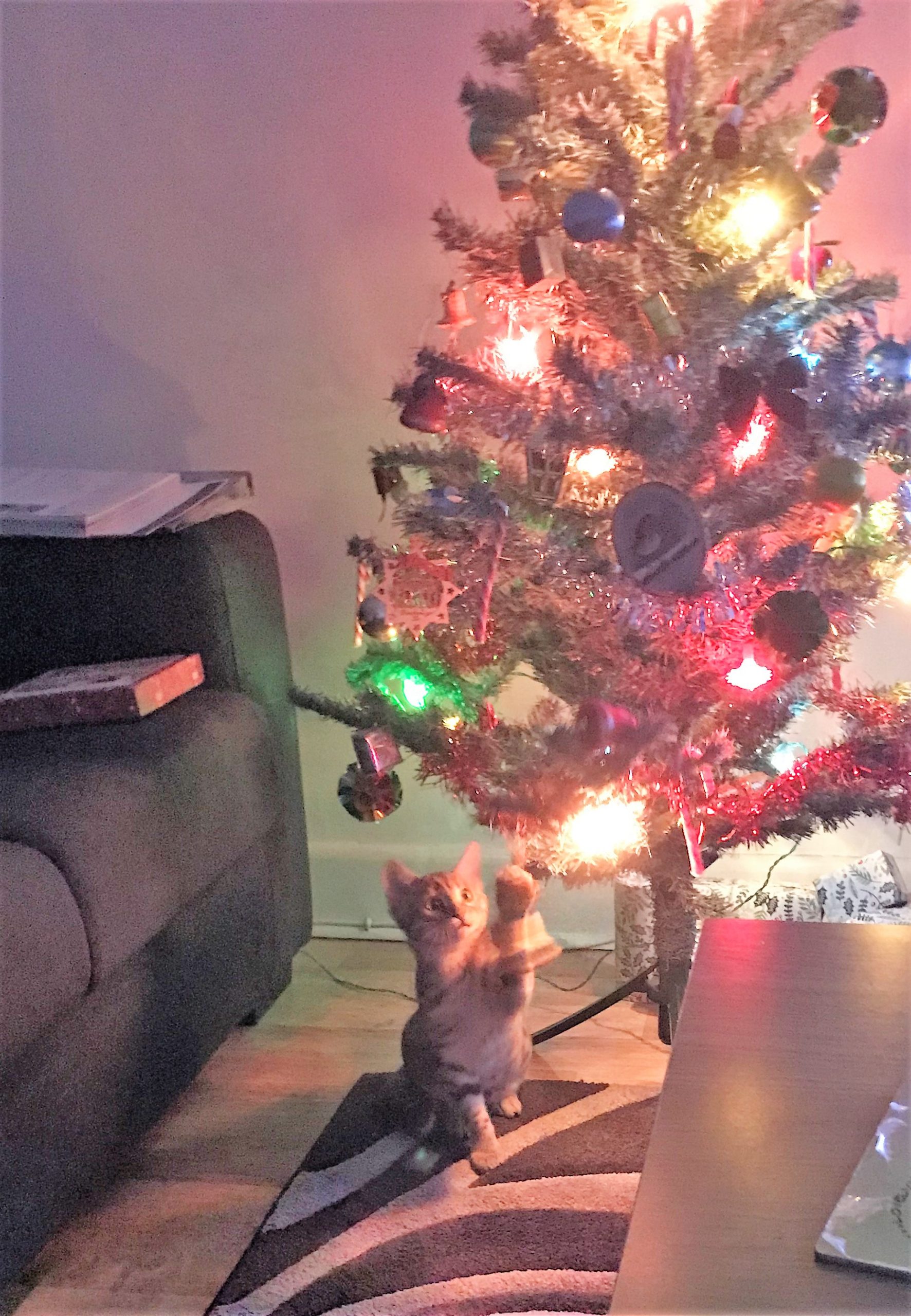 Hazel's First Week (or so) That Bengal Cat