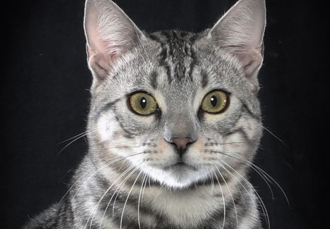Silver Bengal Cats The Definitive Guide That Bengal Cat