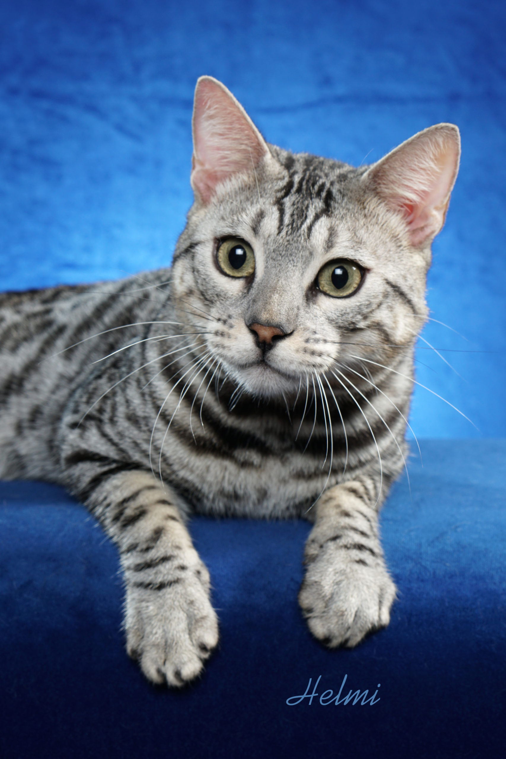 Silver Bengal Cats The Definitive Guide That Bengal Cat