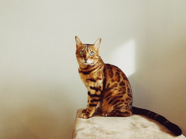 7 BIG Reasons Why Your Bengal Cat Is Spraying [and how to stop it]