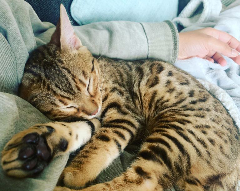 Living With A Bengal Kitten- Hazel’s First Month - That Bengal Cat