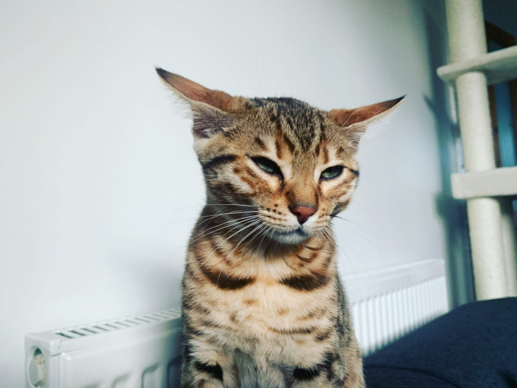 Living with a Bengal Kitten