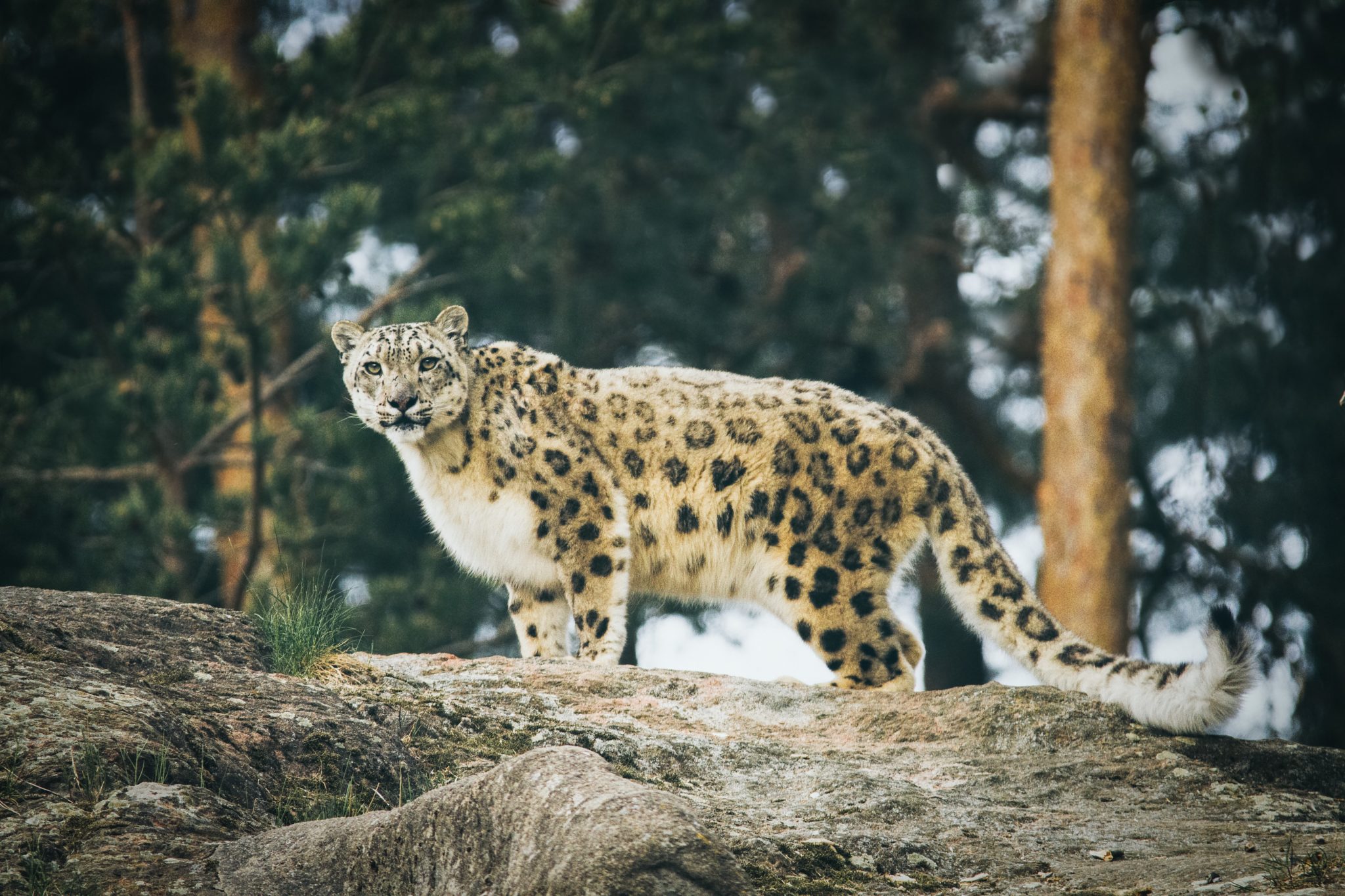 Snow Bengal Cats The Most Definitive Guide That Bengal Cat