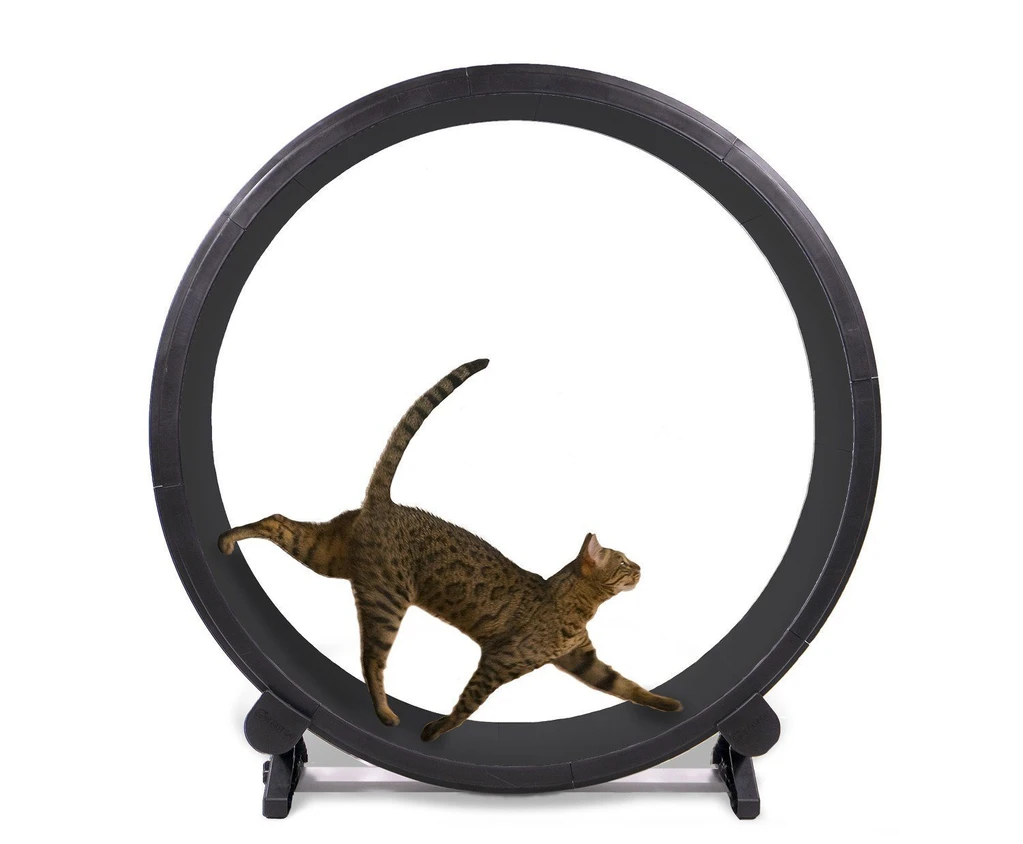 Which Bengal Cat Wheel to Buy?[9 of the best]