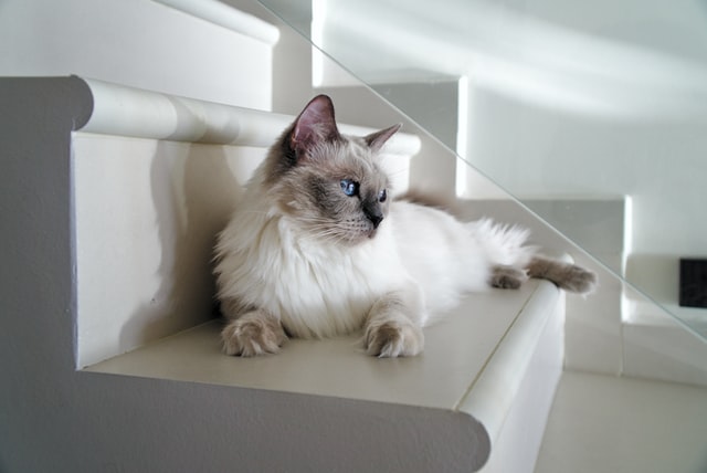 13 of the Best Cats for Apartments and Small Homes