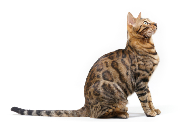 How To Train A Bengal Cat To Do Tricks [23 of them]