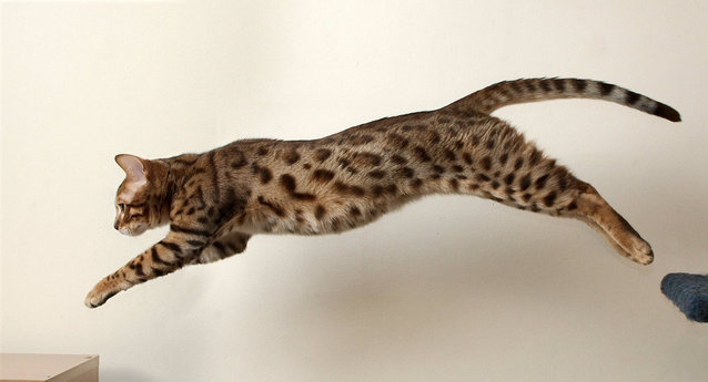 How Big Do Bengal Cats Get? The Beginner’s Guide