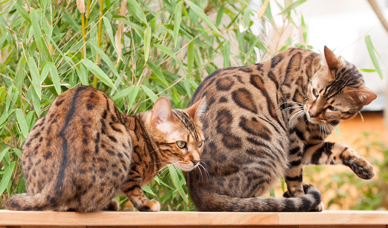 6 Reasons Why a Bengal Cat and Dog Can Get Along That Bengal Cat