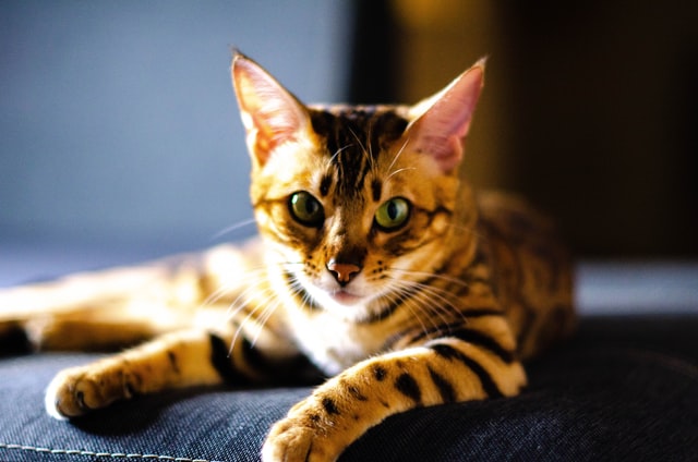 Huge List of Excellent Names for Bengal Cats