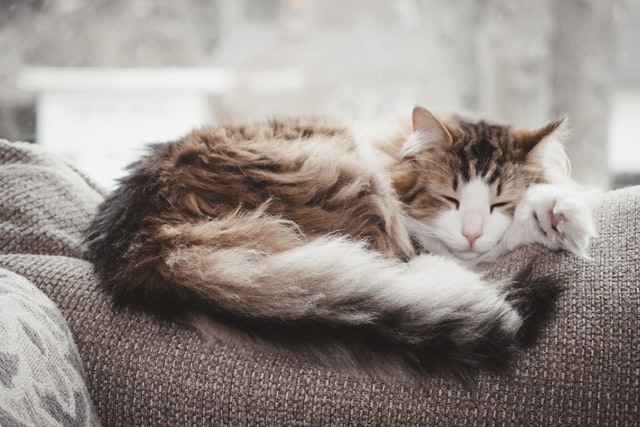 What is the Best Brush for Cats with Long Hair? 12 of the most popular