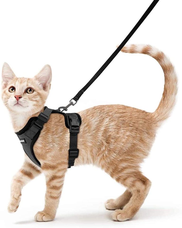 The Best Bengal Cat Harness [2024] That Bengal Cat