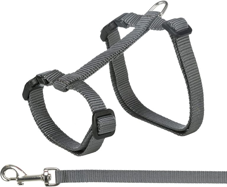 The Best Bengal Cat Harness [2022] That Bengal Cat