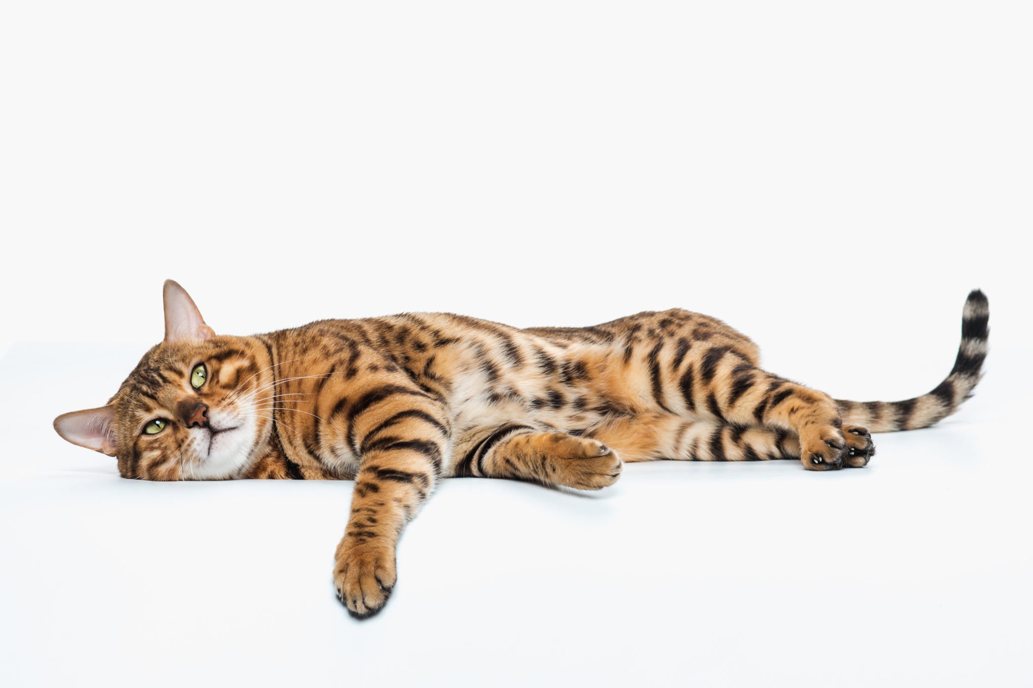9 Reasons Why Your Bengal Cat Has An Upset Stomach That Bengal Cat