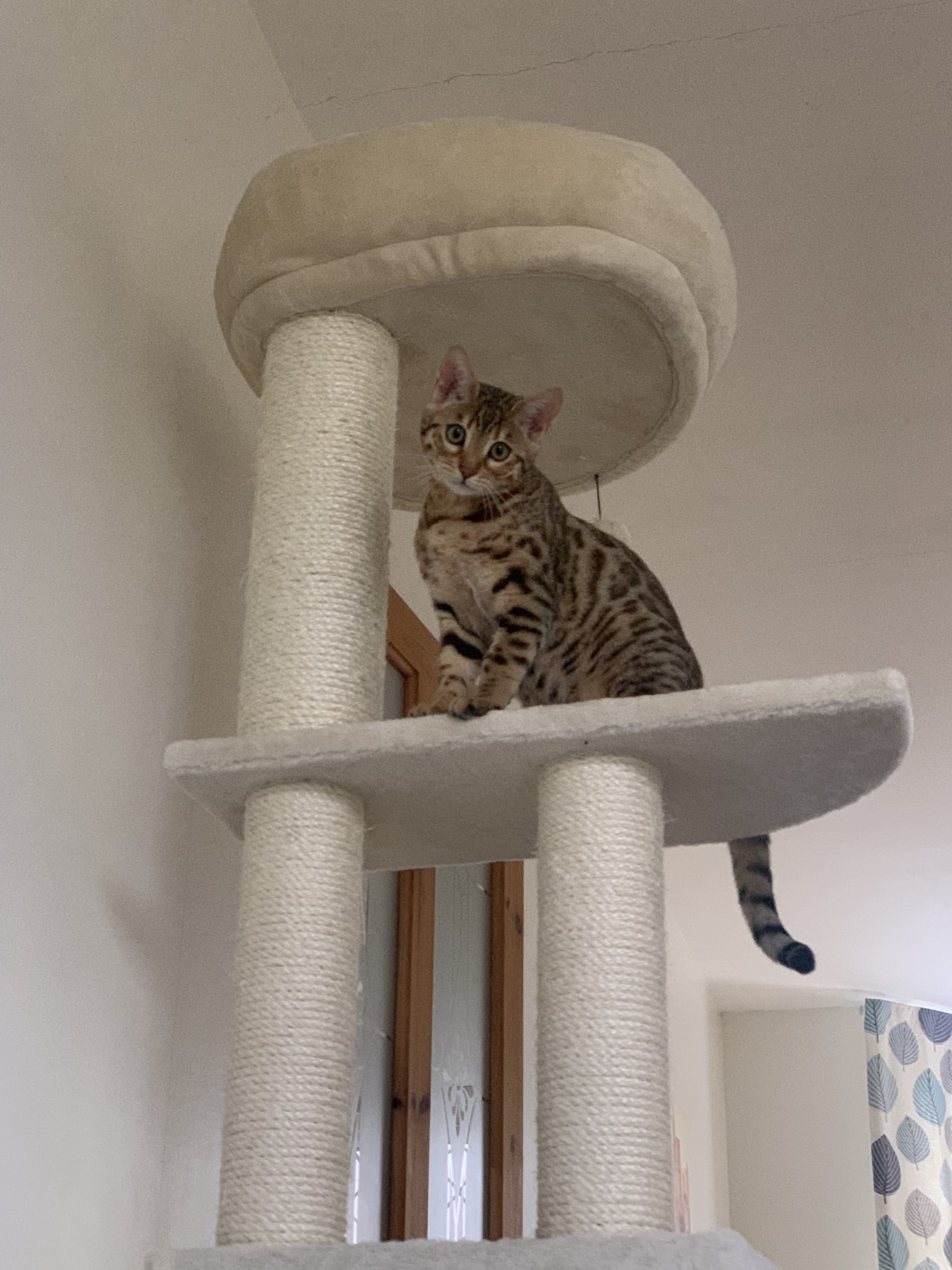 The Best Bengal Cat Trees [List of 11]