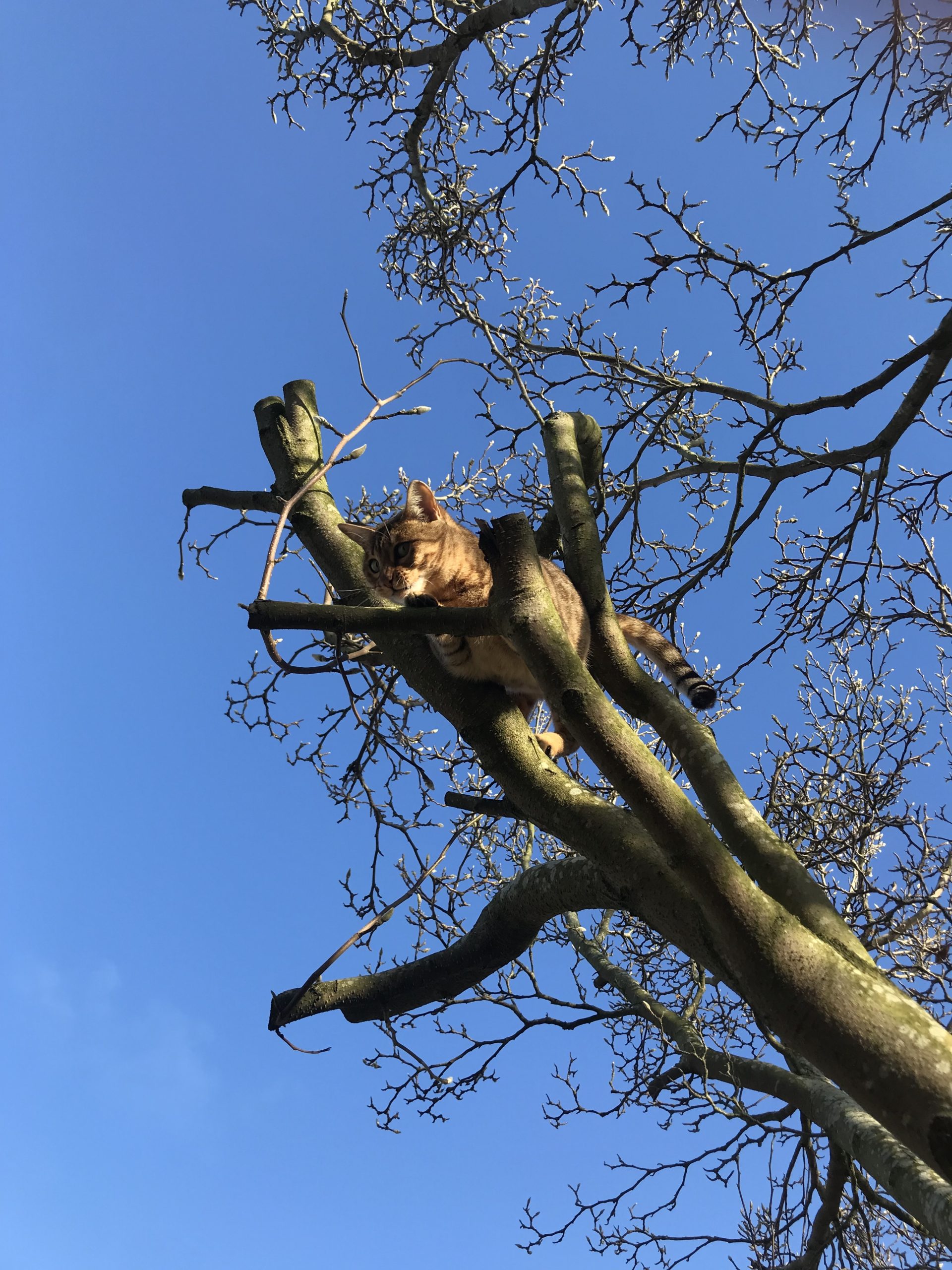 The Best Bengal Cat Trees [List of 11]