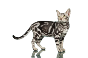 Marbled Bengal Cats: The Beginner’s Guide