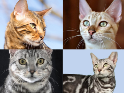 Marbled Bengal Cats: The Beginner’s Guide