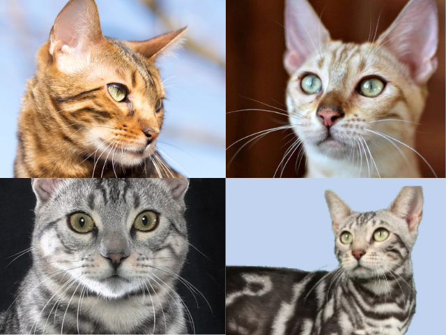Types of Bengal Cat: The Beginner’s Guide