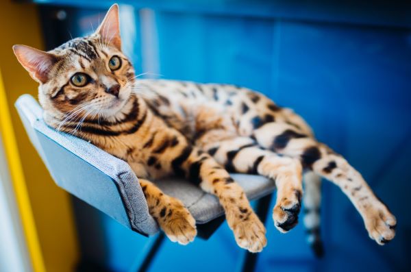 Bengal Cat Food and Diet: A [Very Good] Guide