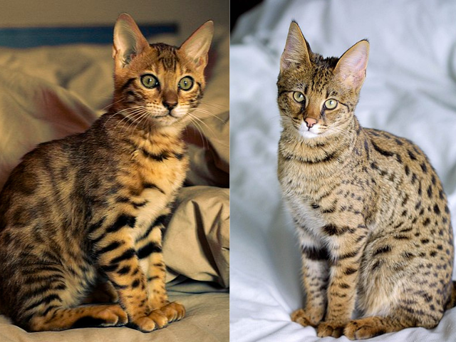 Do Savannah or Bengal Cats Make the Best Pets?