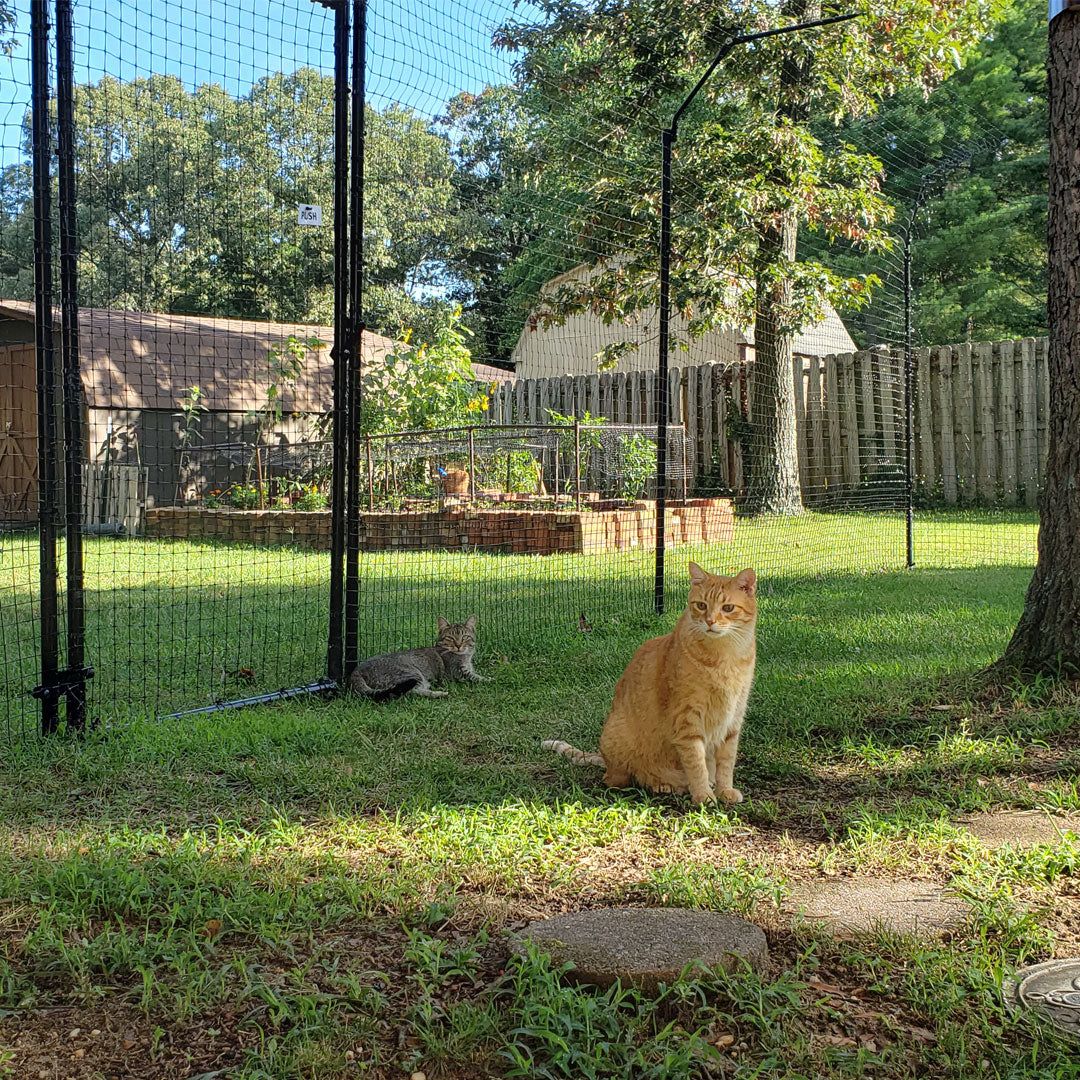The Ultimate Guide to Cat Proofing a Fence