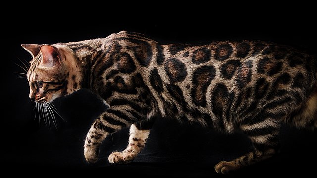 The F1 Bengal Cat: A Beginner’s Guide