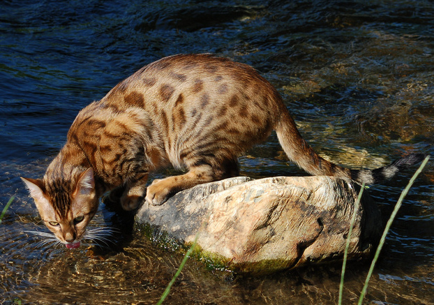 Do Bengal Cats Like Water [and other questions answered]?